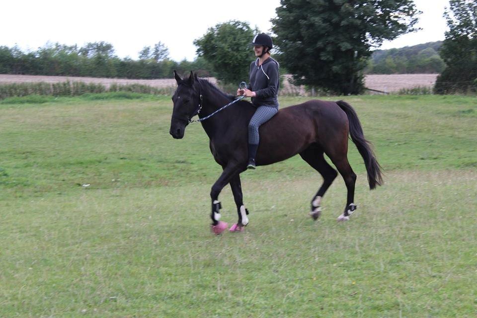 Traver Hjalte M - start træning efter nyreslag<3 billede 7