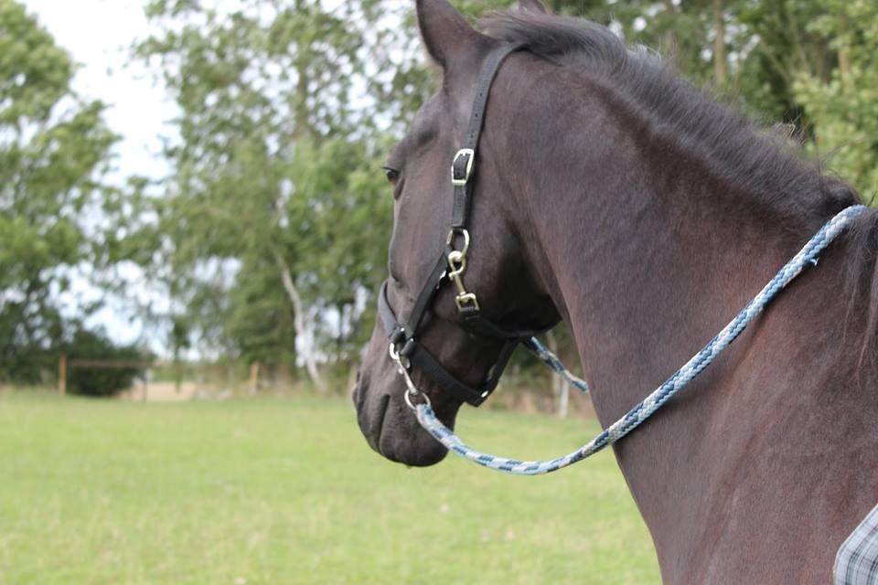 Traver Hjalte M - Baaaaasse<3 billede 8