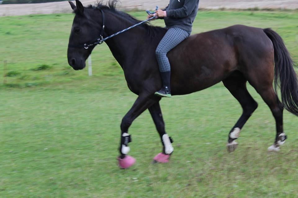 Traver Hjalte M - træning i uge 33 efter nyreslag billede 6