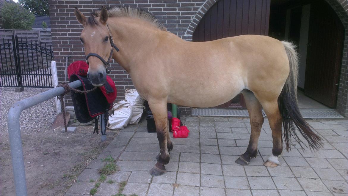 Anden særlig race Mette billede 7