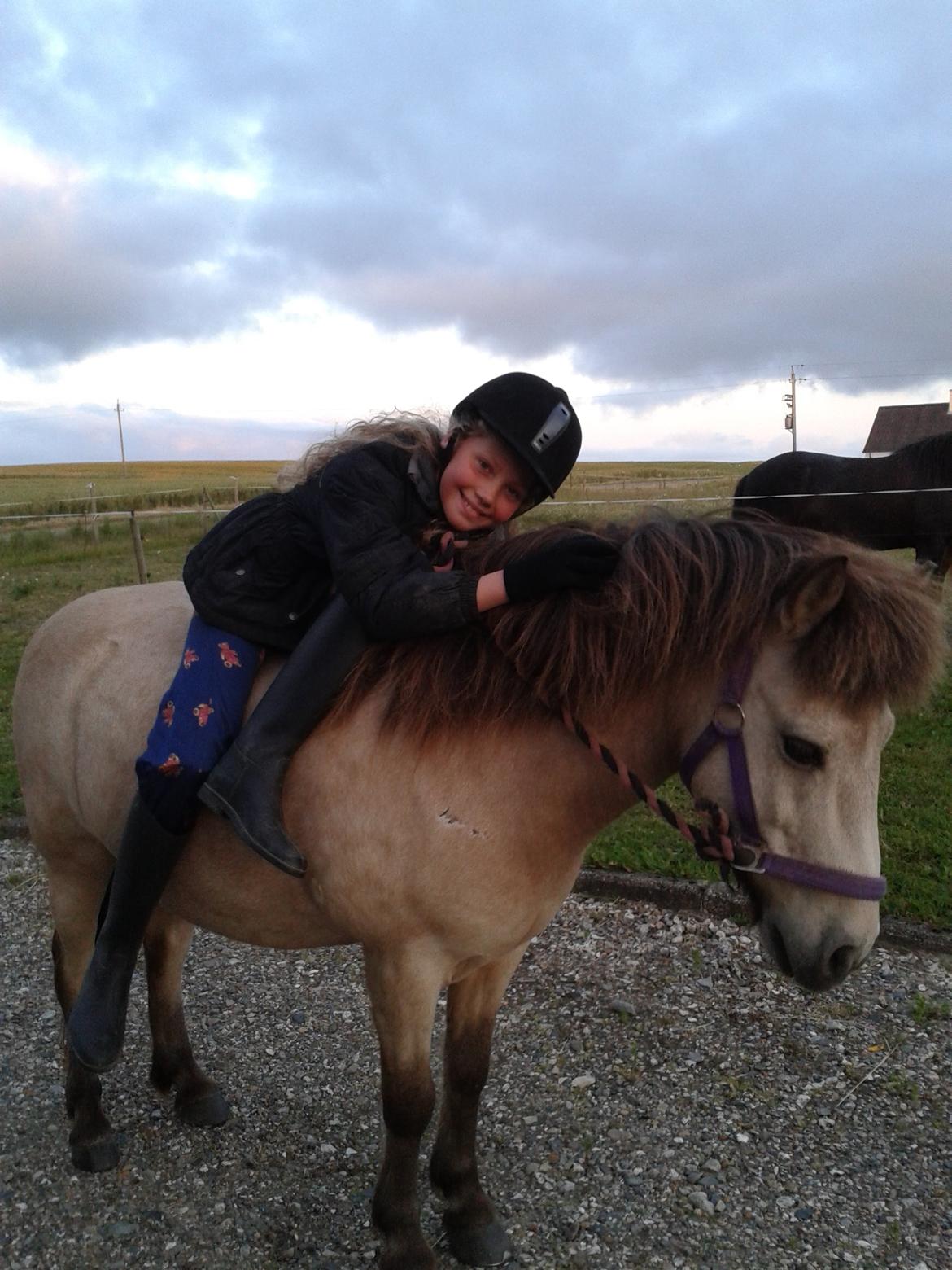 Anden særlig race Buller <33 billede 7