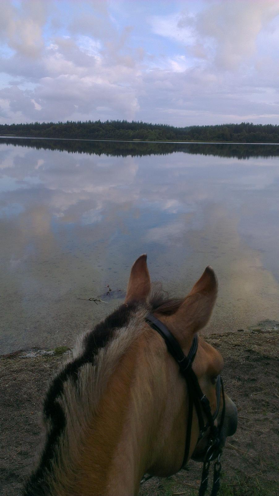 Anden særlig race Mette billede 19