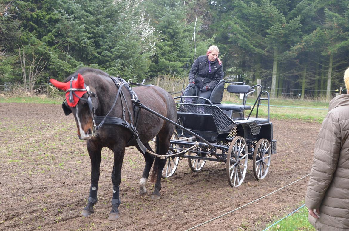 Anden særlig race Musse billede 3