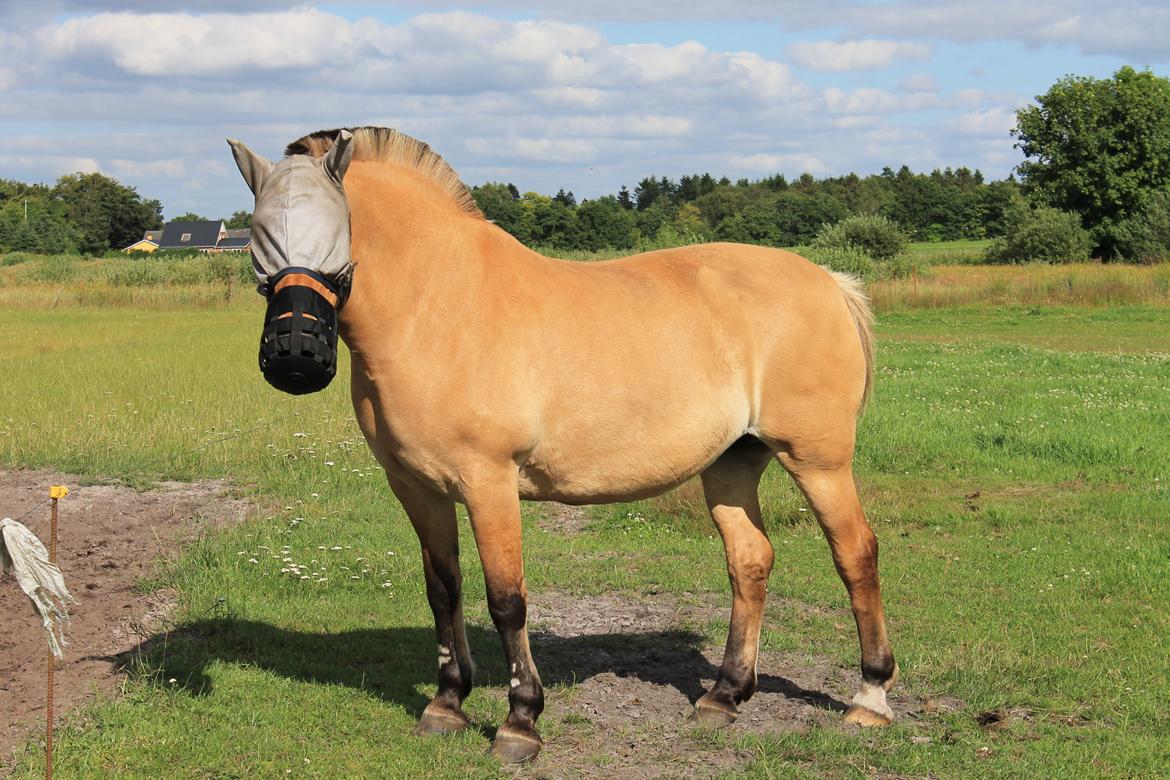 Anden særlig race Mette - Taget i 2013 billede 8