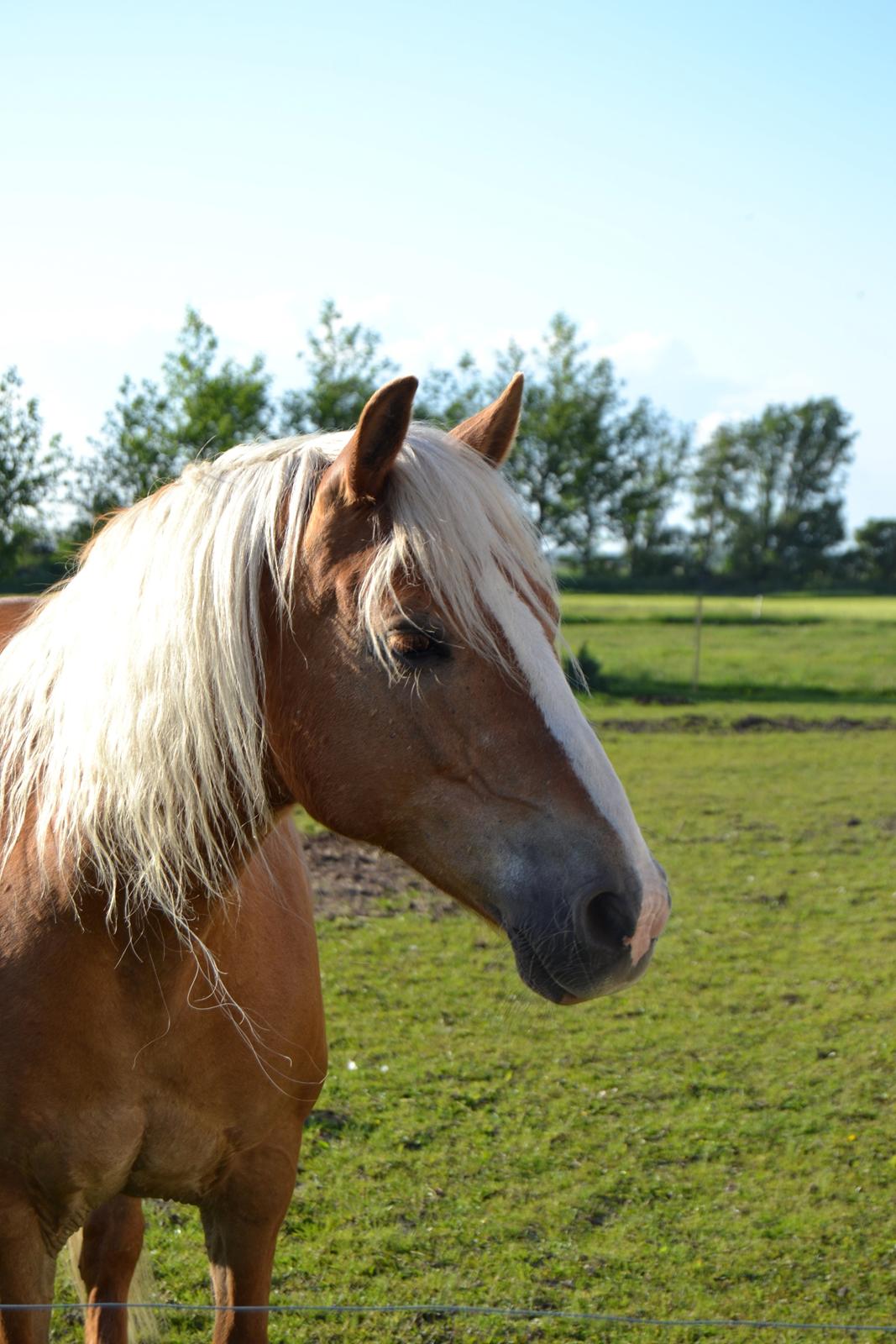 Haflinger Sofie billede 1