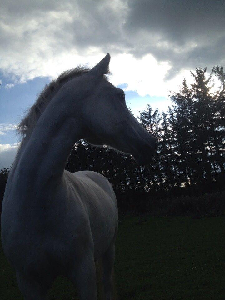 Anden særlig race Fila| Mulle<3| Hvil i fred min engel<3 - My world is only my world with you in it<3 billede 17