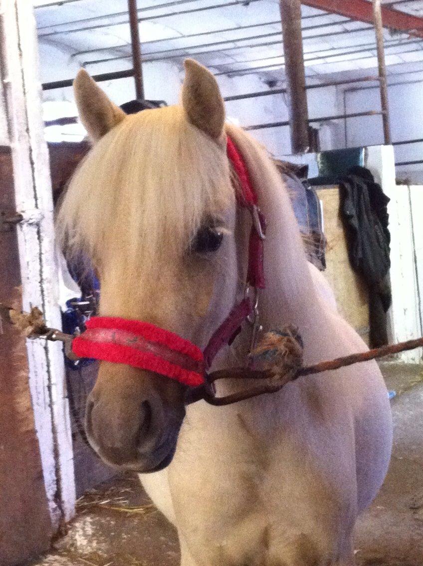 Welsh Partbred (Sec F) Marnows Princess In Pink -tidligere pony billede 20