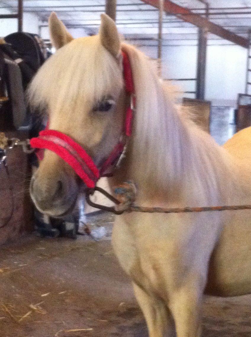 Welsh Partbred (Sec F) Marnows Princess In Pink -tidligere pony billede 23