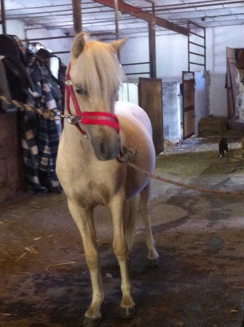Welsh Partbred (Sec F) Marnows Princess In Pink -tidligere pony billede 24