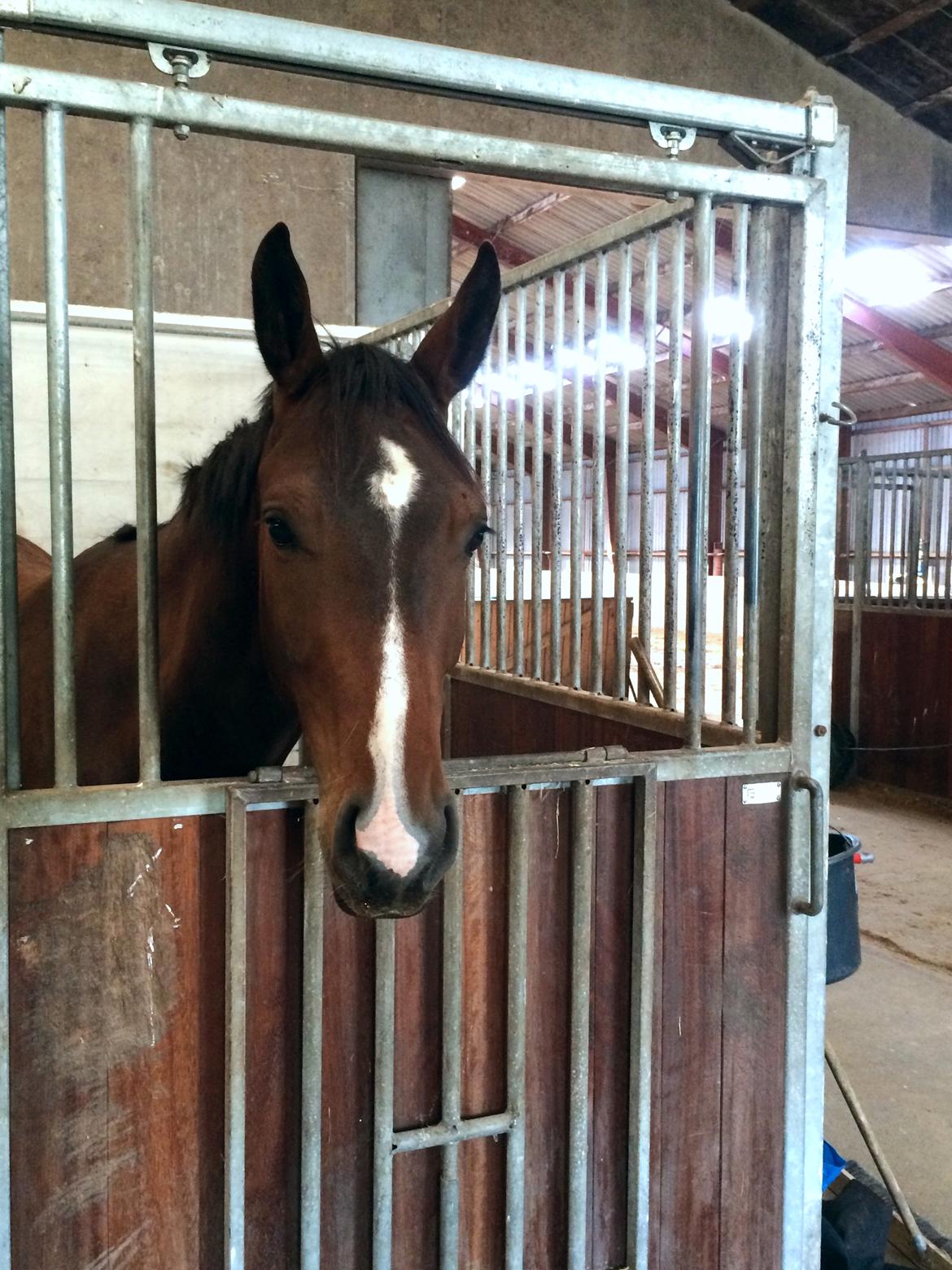 Pinto Hoelgaard´s Don Chirico billede 3