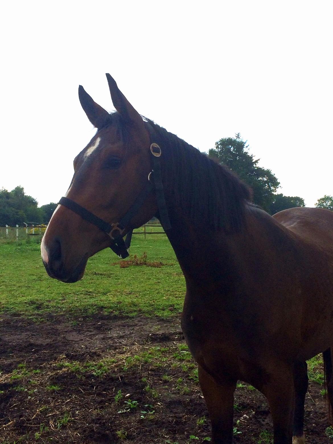 Pinto Hoelgaard´s Don Chirico - 1. dag på folden billede 9