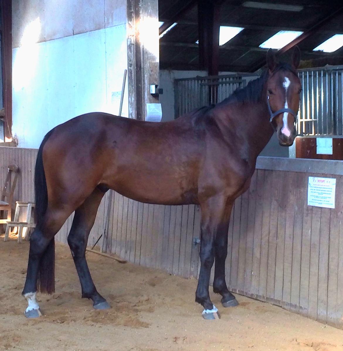 Pinto Hoelgaard´s Don Chirico - September 2014 billede 1