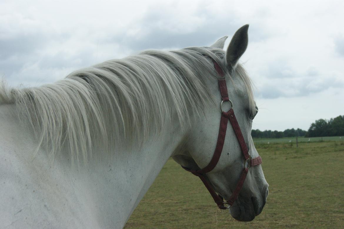 Anden særlig race Just My Luck (Lucky) - Sommer 2014 billede 32