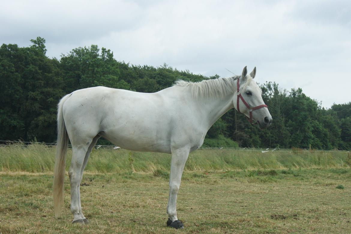 Anden særlig race Just My Luck (Lucky) - Sommer 2014 billede 8