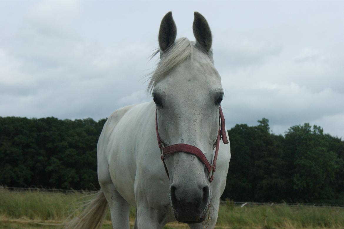 Anden særlig race Just My Luck (Lucky) - Sommer 2014 billede 5