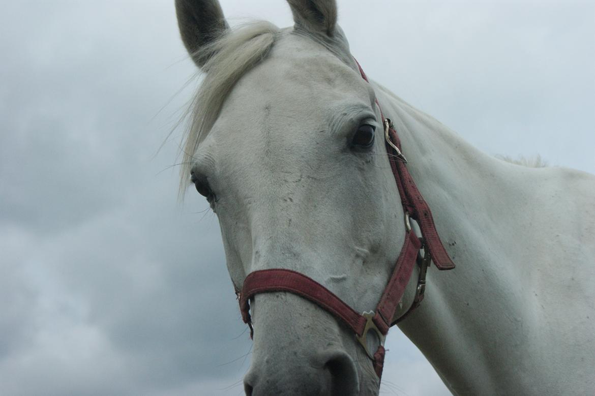Anden særlig race Just My Luck (Lucky) - Sommer 2014 billede 27