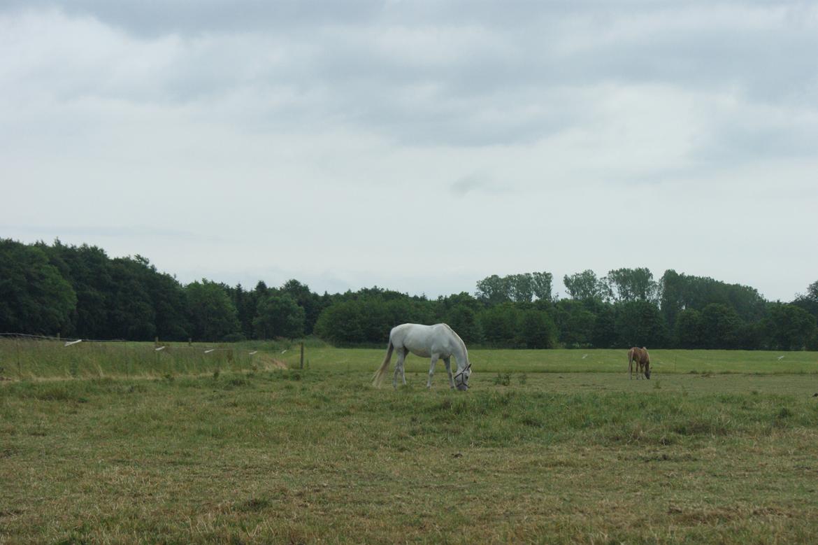 Anden særlig race Just My Luck (Lucky) - Sommer 2014 billede 26
