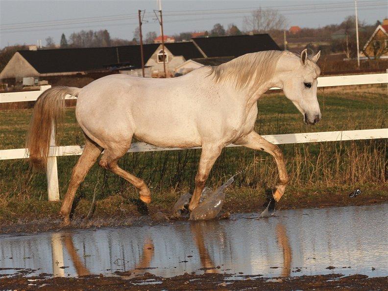 Arabisk fuldblod (OX) Zahkir billede 4