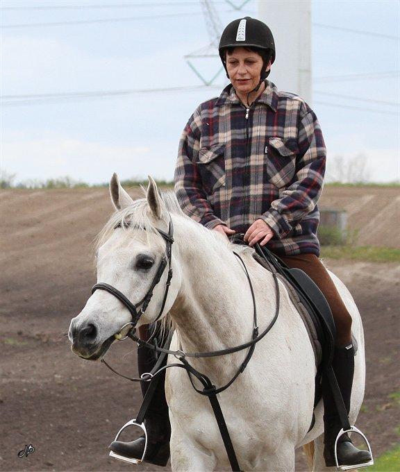 Arabisk fuldblod (OX) Zahkir billede 18