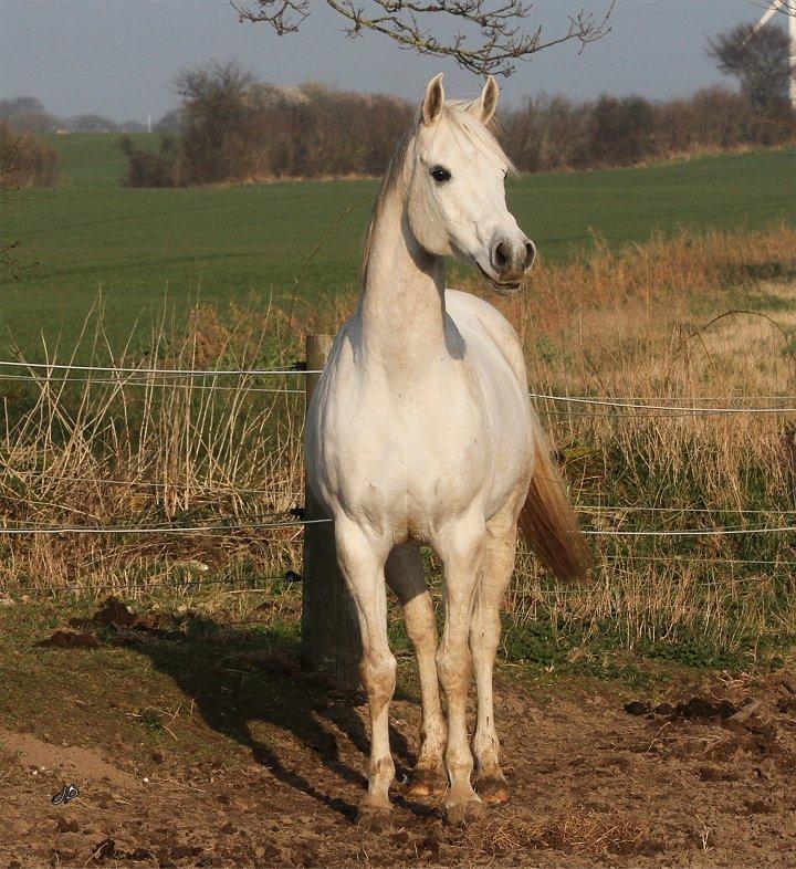 Arabisk fuldblod (OX) Zahkir billede 19