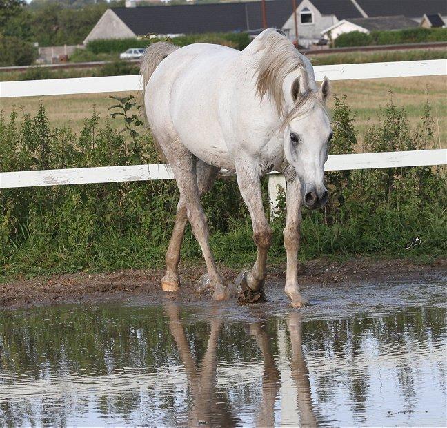 Arabisk fuldblod (OX) Zahkir billede 2