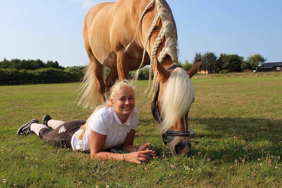 Haflinger Angelique<3 billede 11