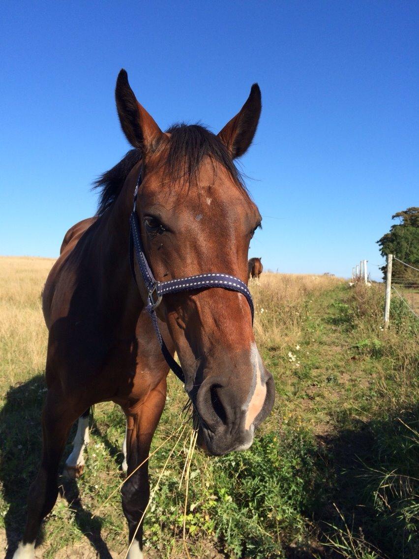 Holstener Connery billede 8