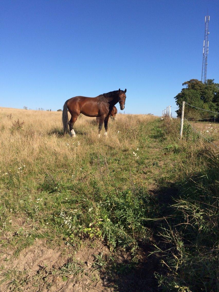 Holstener Connery billede 10