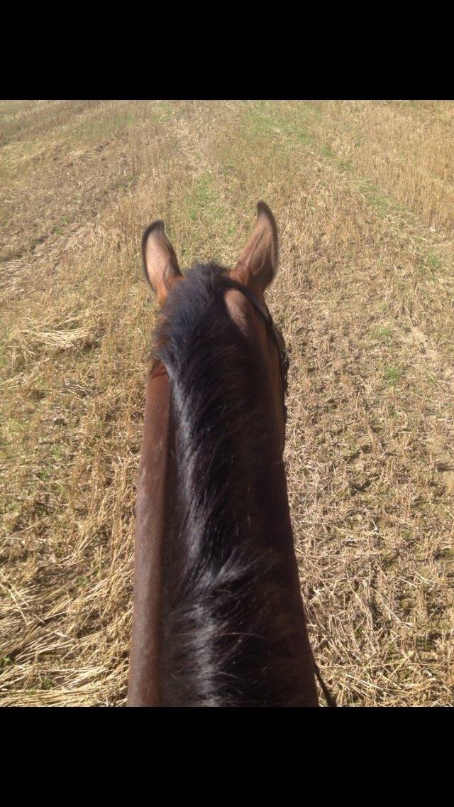Holstener Connery - første gang han bliver redet hos os! billede 7