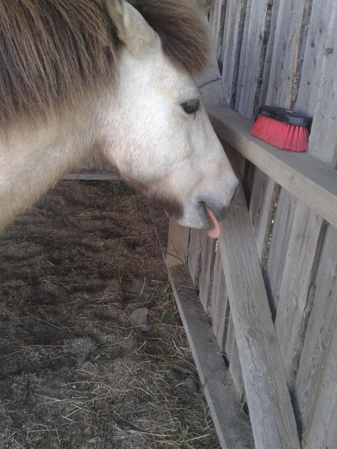 Anden særlig race Buller <33 billede 15