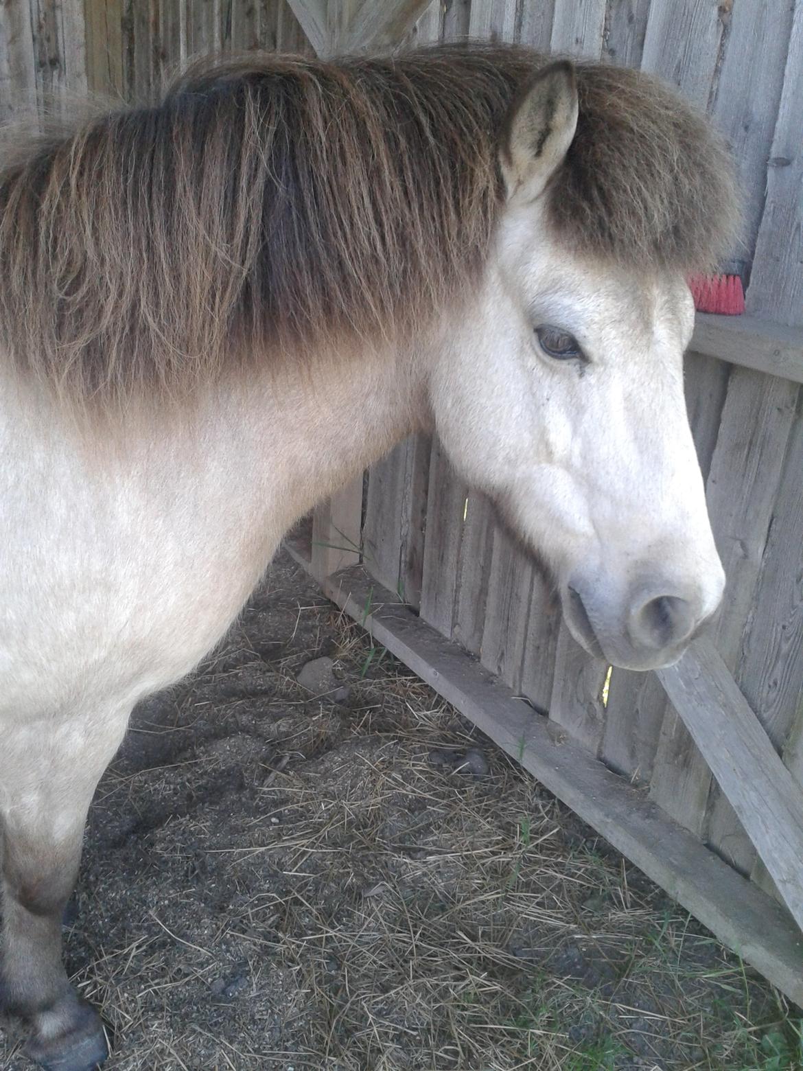 Anden særlig race Buller <33 billede 17