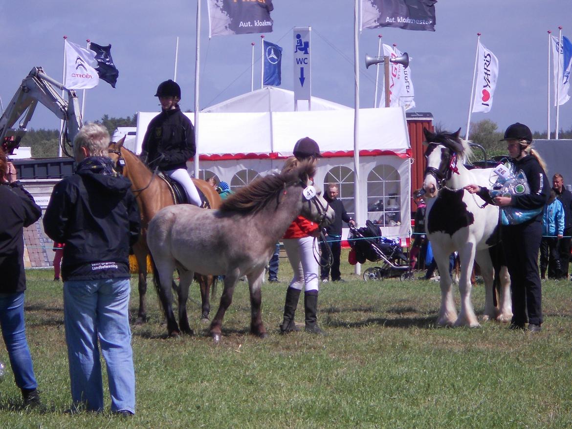 Anden særlig race Buller <33 billede 19