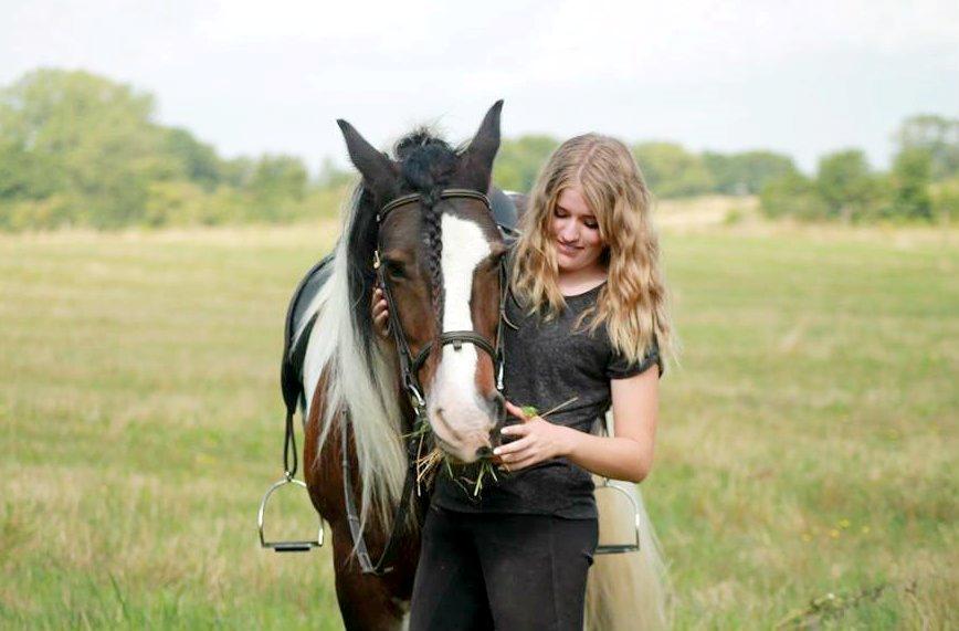Irish Cob Hero billede 1