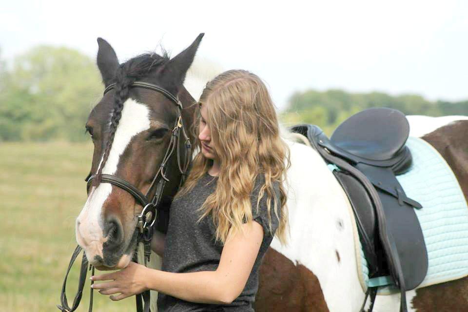 Irish Cob Hero billede 4