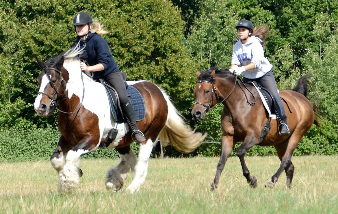 Irish Cob Hero billede 6