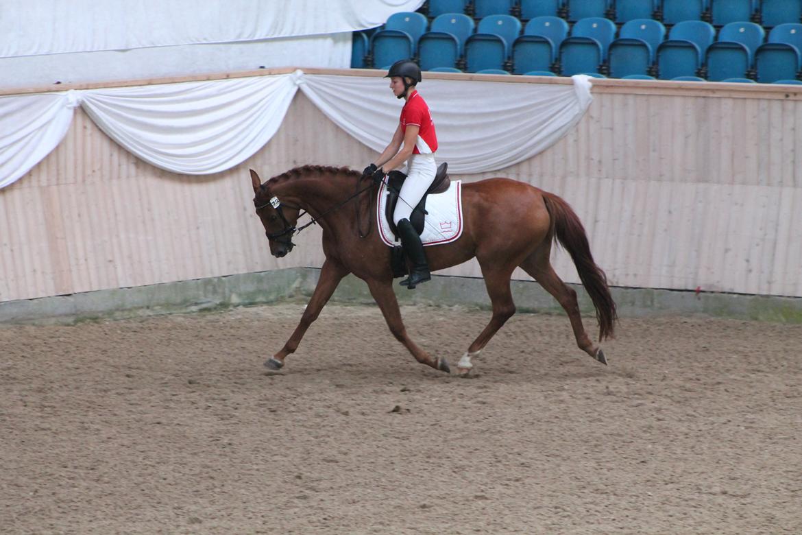 Dansk Varmblod DANER FAIR-WAY - Trav med beriderelev.  billede 3