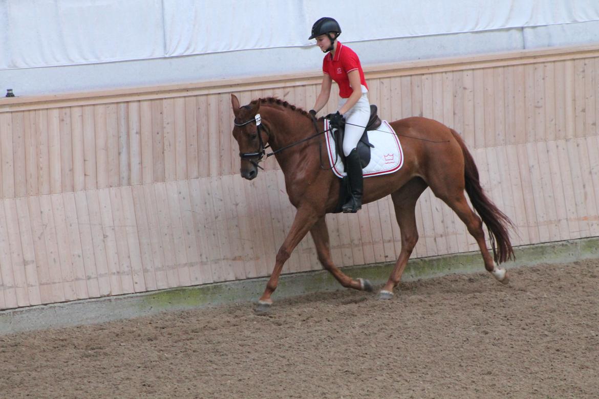 Dansk Varmblod DANER FAIR-WAY - Trav med beriderelev.  billede 5