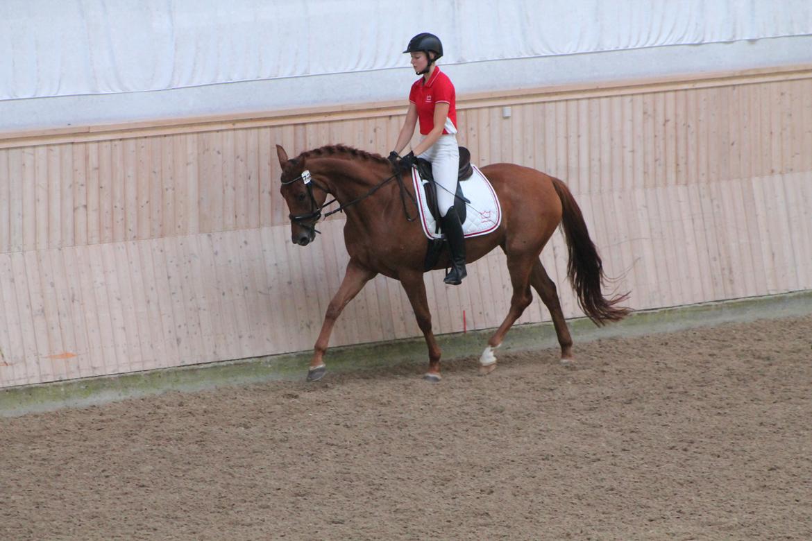 Dansk Varmblod DANER FAIR-WAY - Trav med beriderelev.  billede 4