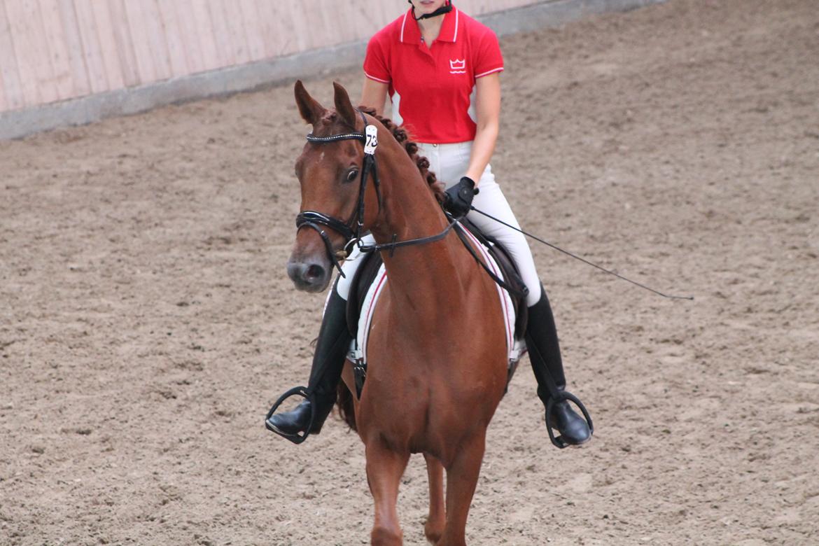 Dansk Varmblod DANER FAIR-WAY - VELKOMMEN TIL DANER FAIR-WAY billede 1