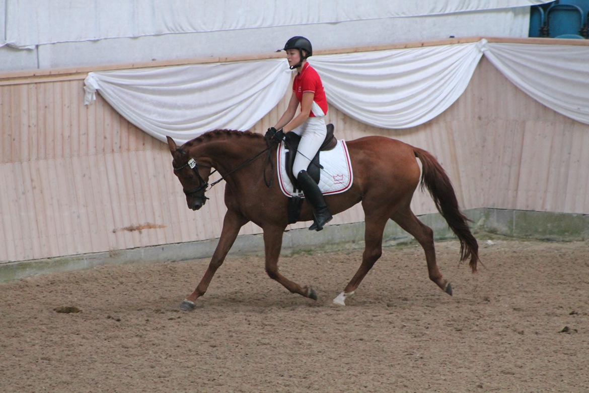 Dansk Varmblod DANER FAIR-WAY - Trav med beriderelev.  billede 6