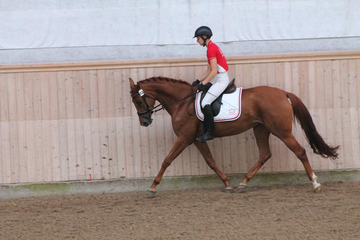 Dansk Varmblod DANER FAIR-WAY billede 7