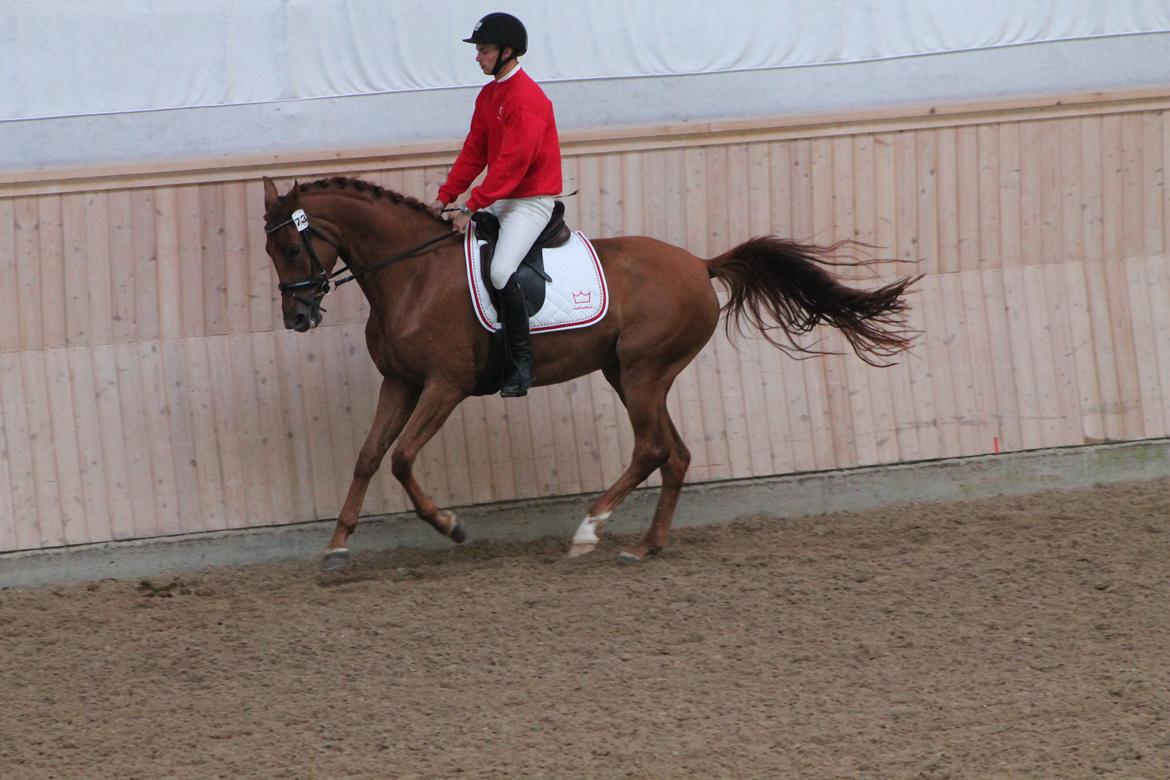 Dansk Varmblod DANER FAIR-WAY - Galop under Testrytter billede 8
