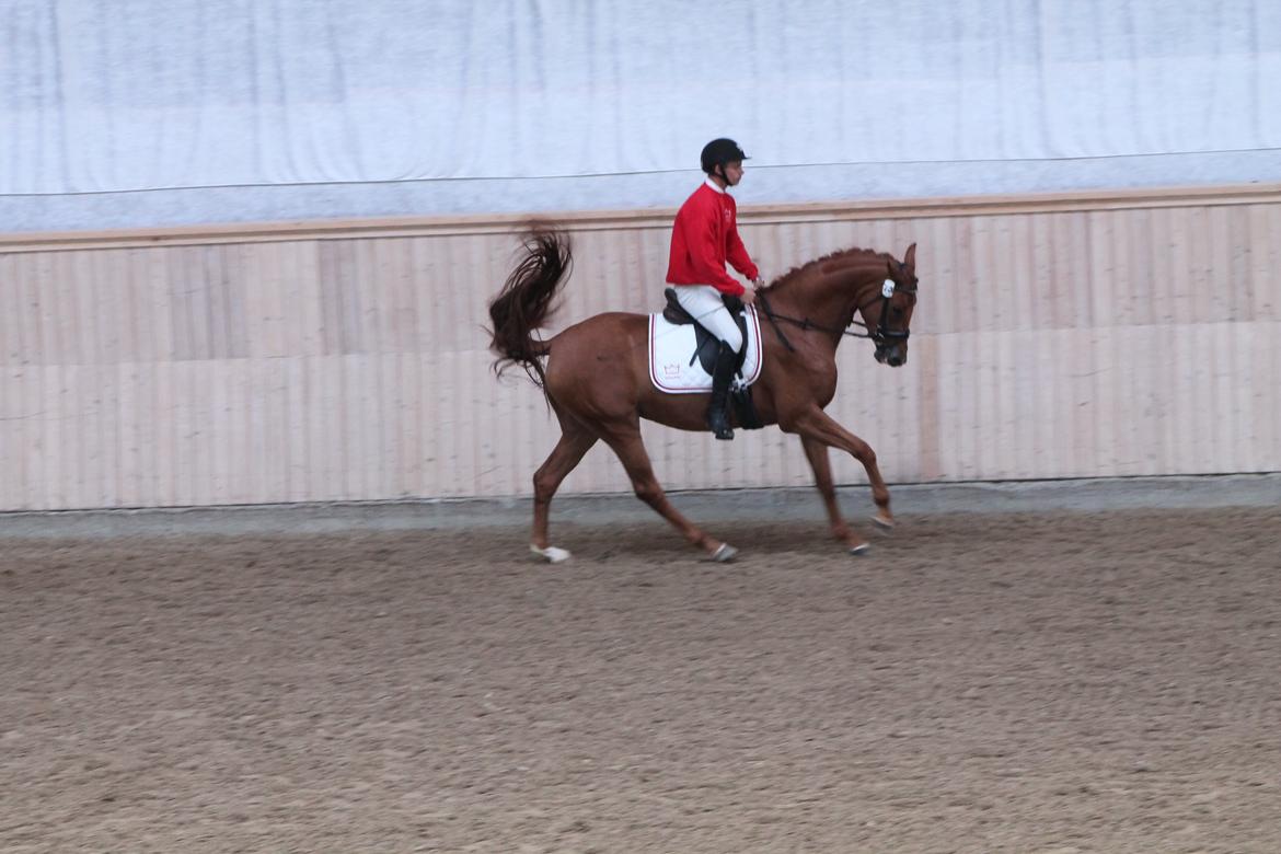 Dansk Varmblod DANER FAIR-WAY - Galop under Testrytter billede 9