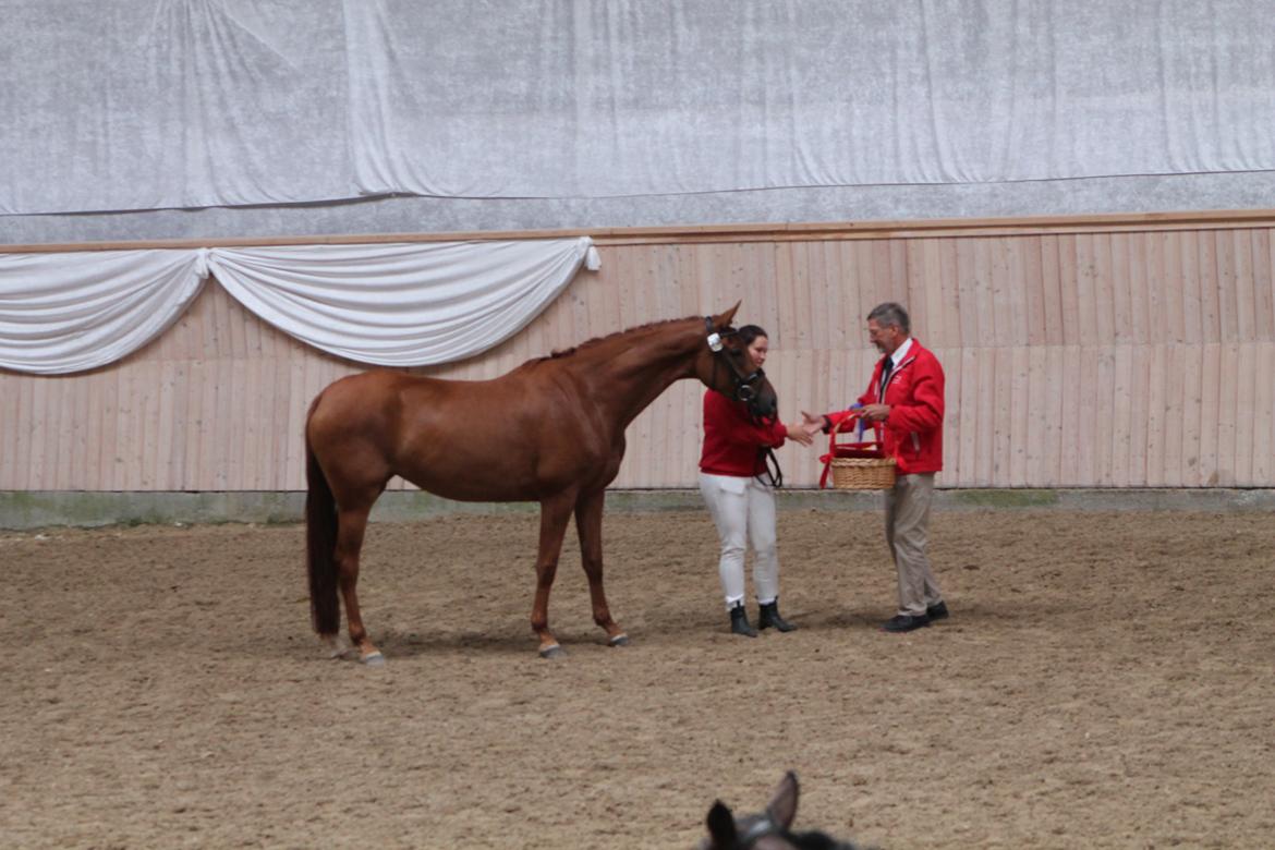 Dansk Varmblod DANER FAIR-WAY - Præmie Overrekkelse.  billede 11