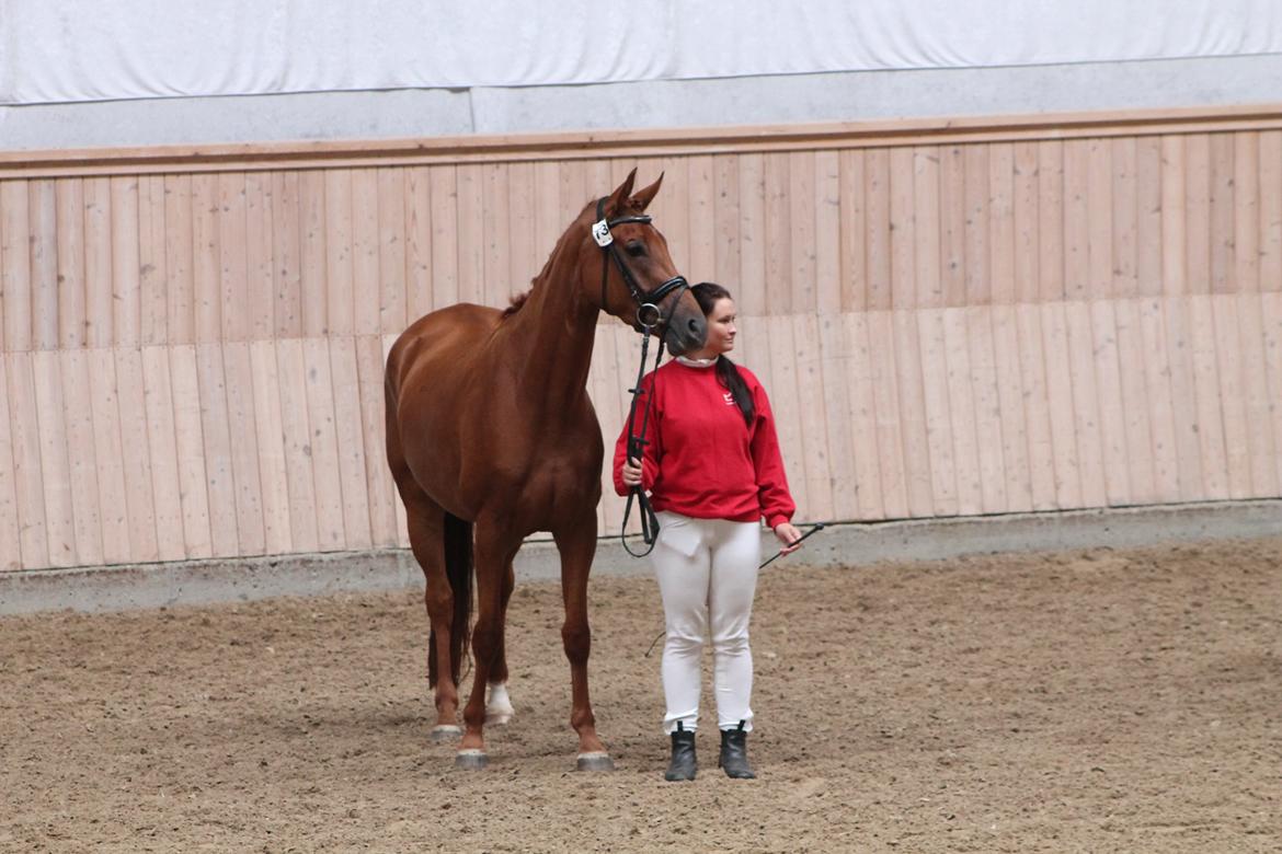 Dansk Varmblod DANER FAIR-WAY billede 10