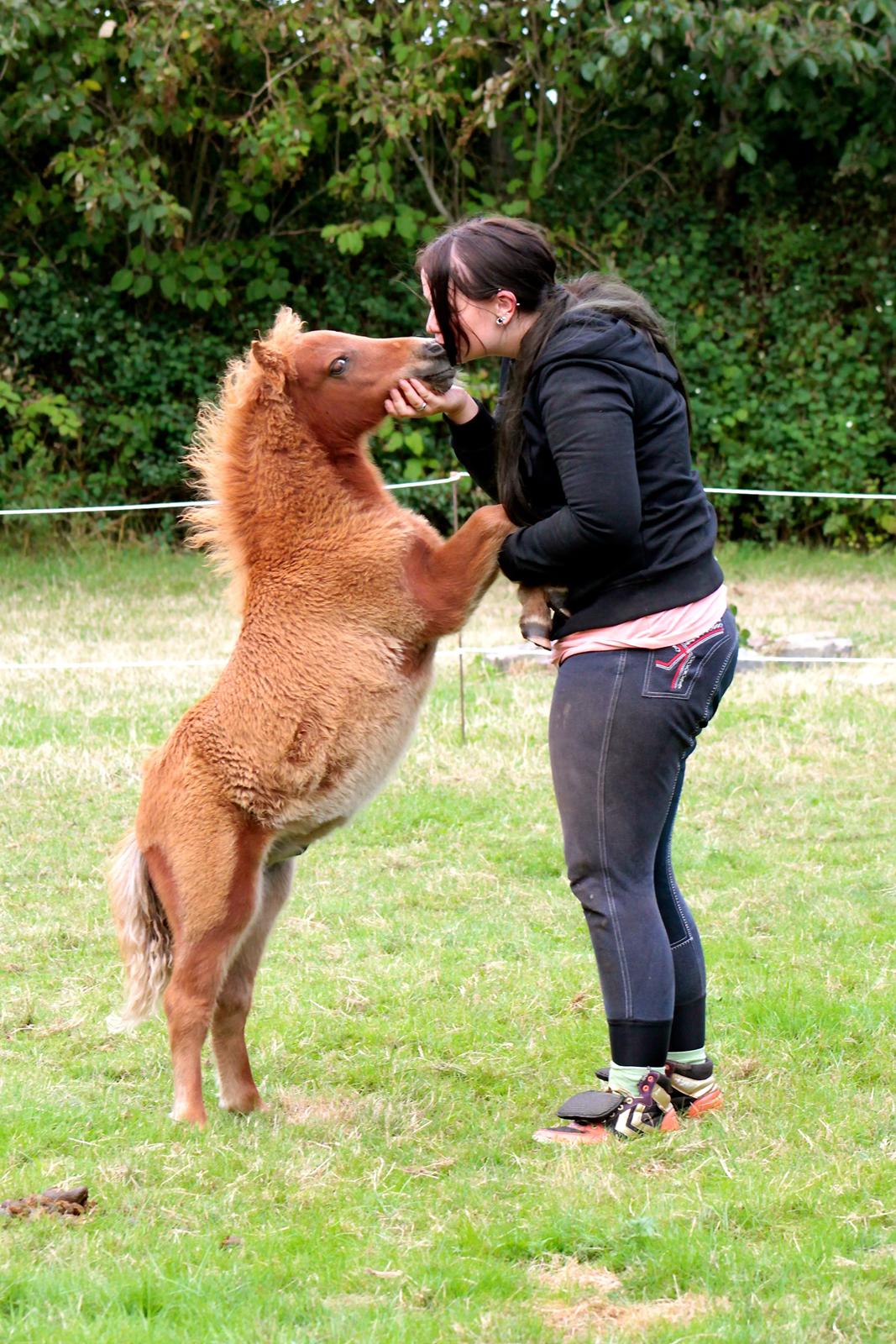 Shetlænder My Best Choice Constantino - 3 måneder. billede 21