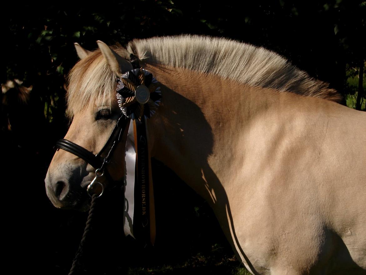 Fjordhest Oscar Vårby billede 3