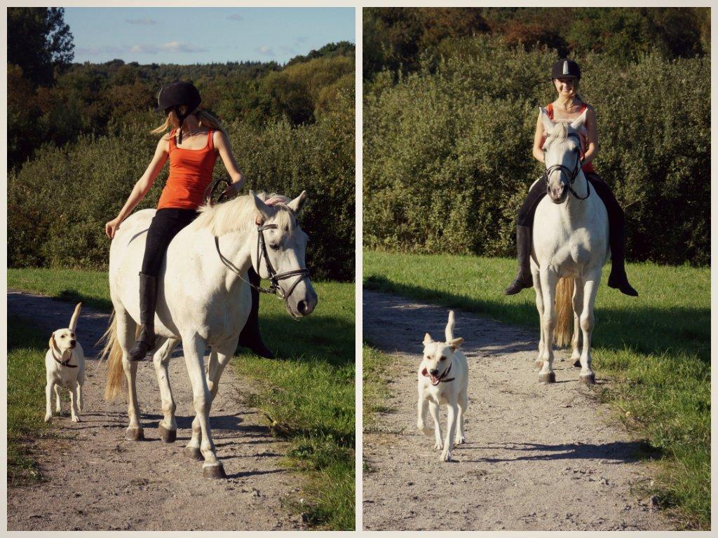 Anden særlig race Laura *Lånehest - Ude og ride med Laura og min hund Holly, så hyggeligt! Foto: "Min far". billede 12