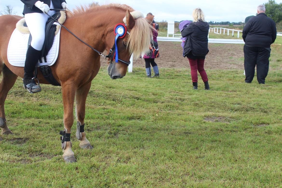 Islænder Fina-Gloa fra Jespergaard billede 4