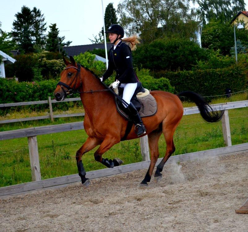 Anden særlig race Dick Turpin B-pony ti l sa lg billede 5